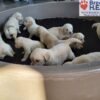 Image of Tommy ❤️ Dutchess - April 9, a Golden Retriever puppy