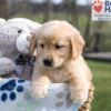 Image of Ace, a Golden Retriever puppy