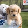Image of Ace, a Golden Retriever puppy