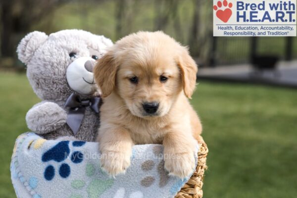 Image of Ace, a Golden Retriever puppy