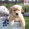Image of Ace, a Golden Retriever puppy