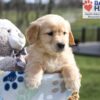 Image of Ace, a Golden Retriever puppy