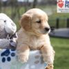 Image of Ace, a Golden Retriever puppy