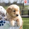 Image of Ace, a Golden Retriever puppy