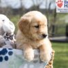 Image of Ace, a Golden Retriever puppy