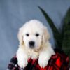 Image of Ace, a Golden Retriever puppy