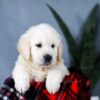 Image of Ace, a Golden Retriever puppy