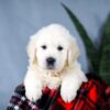 Image of Ace, a Golden Retriever puppy