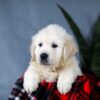 Image of Ace, a Golden Retriever puppy