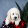 Image of Ace, a Golden Retriever puppy