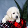 Image of Ace, a Golden Retriever puppy