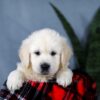 Image of Ace, a Golden Retriever puppy