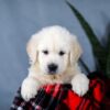 Image of Ace, a Golden Retriever puppy