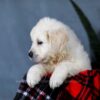 Image of Ace, a Golden Retriever puppy