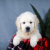 Image of Ace, a Golden Retriever puppy