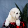 Image of Ace, a Golden Retriever puppy