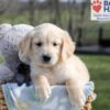 Image of Alec, a Golden Retriever puppy