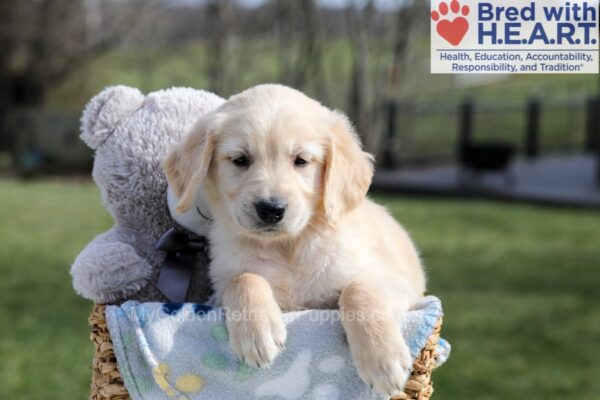 Image of Alec, a Golden Retriever puppy