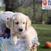 Image of Alec, a Golden Retriever puppy
