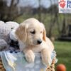 Image of Alec, a Golden Retriever puppy