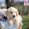 Image of Alec, a Golden Retriever puppy