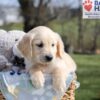 Image of Alec, a Golden Retriever puppy