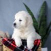 Image of Amber, a Golden Retriever puppy