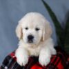 Image of Angel, a Golden Retriever puppy