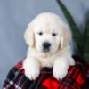 Image of Angel, a Golden Retriever puppy