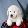 Image of Angel, a Golden Retriever puppy