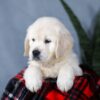 Image of Angel, a Golden Retriever puppy