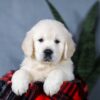 Image of Angel, a Golden Retriever puppy