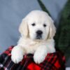 Image of Angel, a Golden Retriever puppy