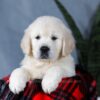 Image of Angel, a Golden Retriever puppy