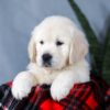 Image of Angel, a Golden Retriever puppy