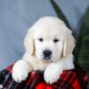 Image of Angel, a Golden Retriever puppy