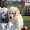 Image of Apollo, a Golden Retriever puppy