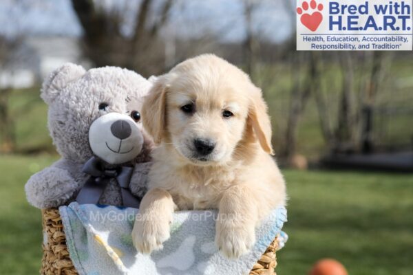 Image of Apollo, a Golden Retriever puppy