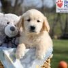 Image of Apollo, a Golden Retriever puppy
