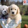Image of Apollo, a Golden Retriever puppy