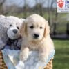 Image of Apollo, a Golden Retriever puppy