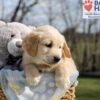 Image of Apollo, a Golden Retriever puppy