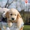 Image of Apollo, a Golden Retriever puppy