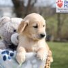 Image of Archie, a Golden Retriever puppy