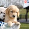 Image of Archie, a Golden Retriever puppy