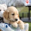 Image of Archie, a Golden Retriever puppy