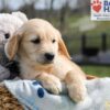 Image of Archie, a Golden Retriever puppy