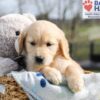 Image of Archie, a Golden Retriever puppy