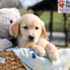 Image of Archie, a Golden Retriever puppy