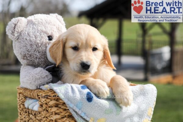 Image of Archie, a Golden Retriever puppy